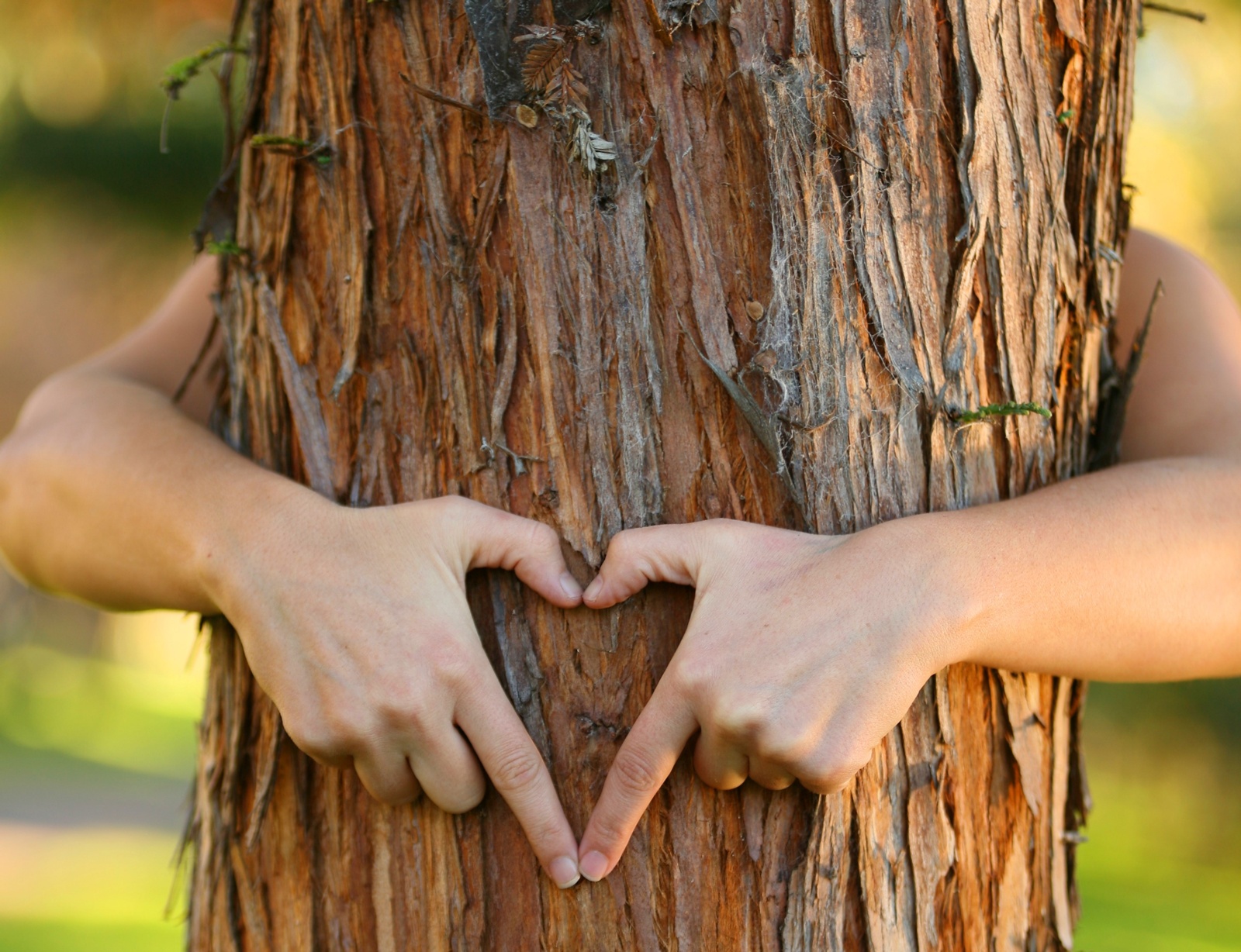 Tree heart picture